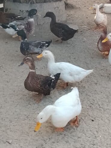 hinduşqa balası: Satılır: ördək sürüsü - Növlər və rənglər: ağ, qara, boz, qəhvəyi və — 17