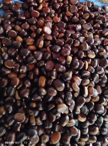 дистиллированная вода баку: Şabalıd – təbii, iri dənəli - Növ: yeməli şabalıd (Castanea sativa) - — 4