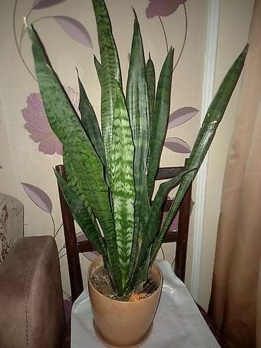 Букетные цветы: Sansevieria (Qayın dili) – qapalı məkan üçün dekorativ otaq bitkisi - — 1