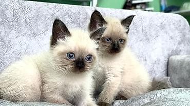 Siam, Pulsuz çatdırılma