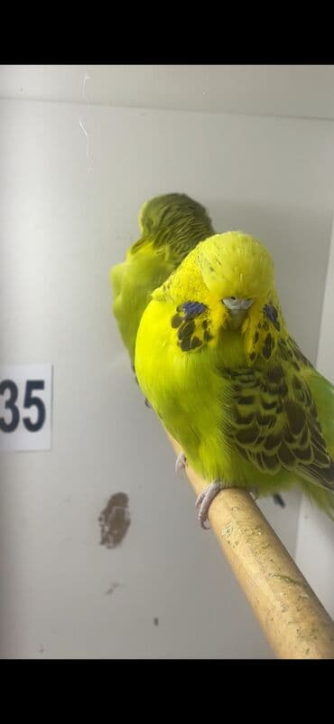 dekorativ quşlar: Jumbo erkek 8 ayliq hazir qusdu — 1