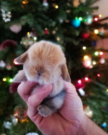 dovşan yemi: Dovsanlar mini lop cinsidi Holland lop mavi goz colkali bala — 3