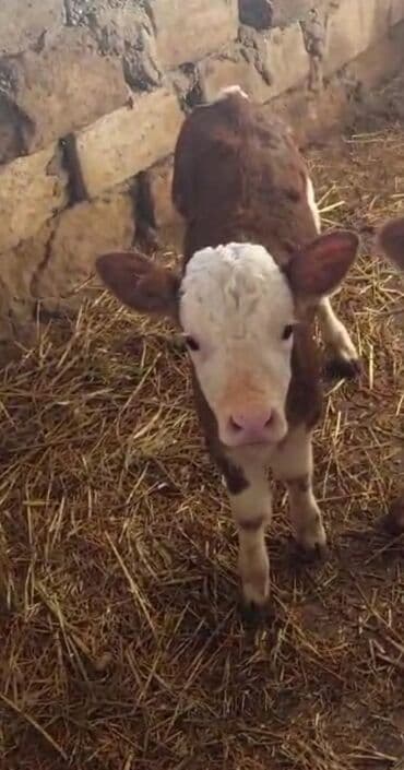 quzu qiymeti: Dana, buzov, Dişi, Simental, ay: 1, 35 kq, Südlük, Ünvandan götürmə — 6