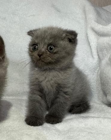 Gəmiricilər: Şotland yastı qulaq — 1