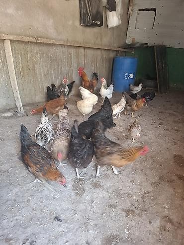 heyvan qəfəsi: 10 toyug 10 manatdan 1 xoruz 25 m 14 colpa 7 m 1 toyug 6 balsiyla 25 — 1