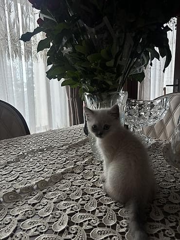 heyvanlar: Dişi pişik satılır. Qum, yem, qablari hədiyyə veriləcək. Quma — 1