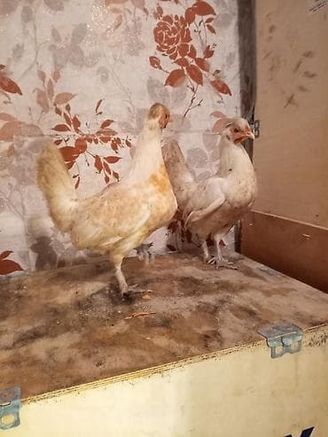 Pişiklər: Toyuq, Damazlıq — 8