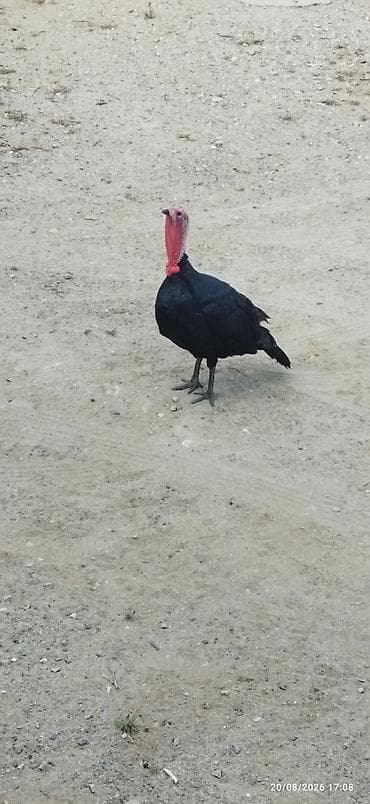 bulbul quşu: May ayında bir yaşı tamam oldu çox yaxşı mayalandırır — 2