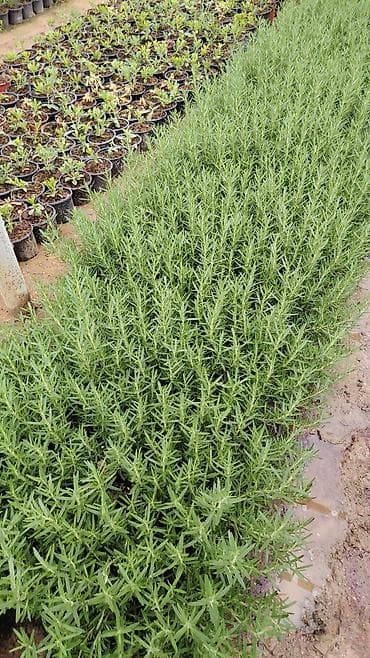 qab gulleri: Rozmarin (Rosmarinus officinalis) fidanları – qablarda yetişdirilmiş — 2