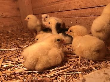Brama cuceleri 3 gunluk — 4