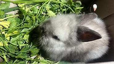 pitbul balaları: 🐰Dekorativ Lionhead bala dovsanlar 1 ayliq saglam, aktiv ve cox sirin — 5