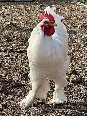 toyug xoruz: Ağ rəngli, saqqallı və ayaqları tüklü xoruz Saıam bunu özum — 1