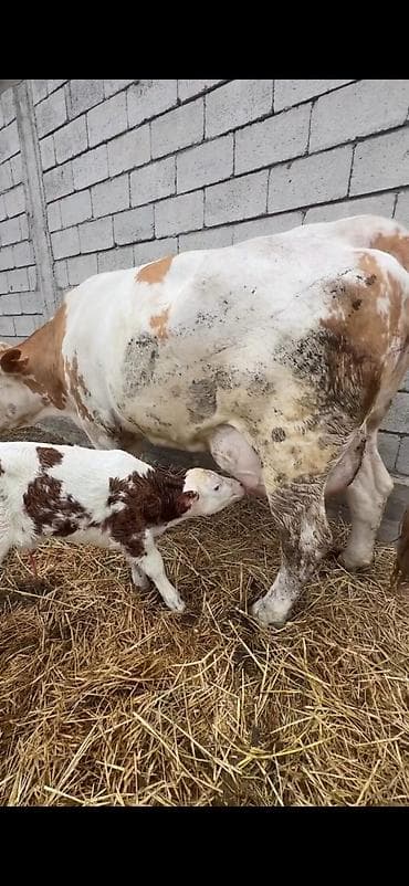 dana inək: Satılır: inək buzovu ilə birlikdə - Cins tipi: Simental tipli — 3