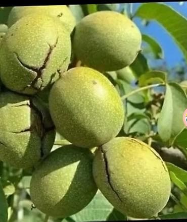 Mağaza üçün vitrinalar və rəf sistemləri - Material: ağac əsaslı