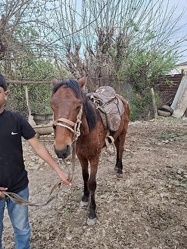 Atlar: Yük və minik üçün at - Rəngi: qəhvəyi, qara yal və quyruq - Quruluş — 3