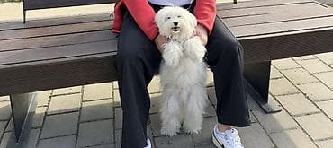 maltipo f1: Maltipoo balası – ağ tüklü, kiçik ölçülü, ev şəraitinə tam uyğun zərif — 5