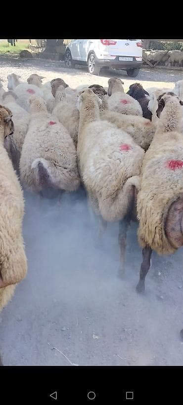 at satiram: Qoyun sürüsü – quyruqlu (sort qoyunlar satilir damazlıq birinci ikinci — 6