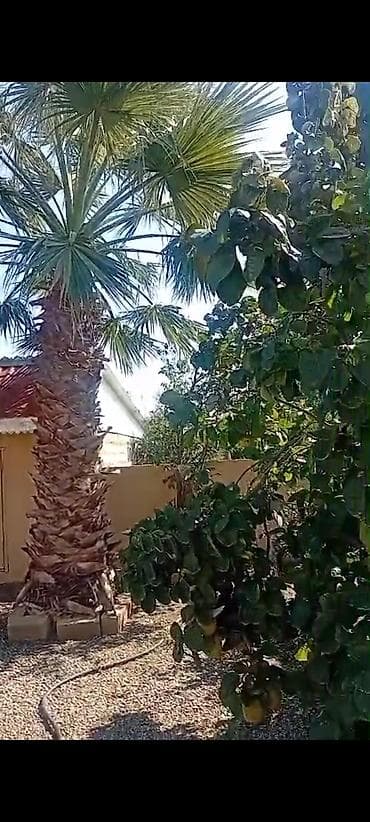 Palma wasinqton istənilən fəslində əkilir zəmanət verilir dərmanlanir