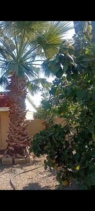 sultan daragi gülü: Palma wasinqton 20 ədəd — 5