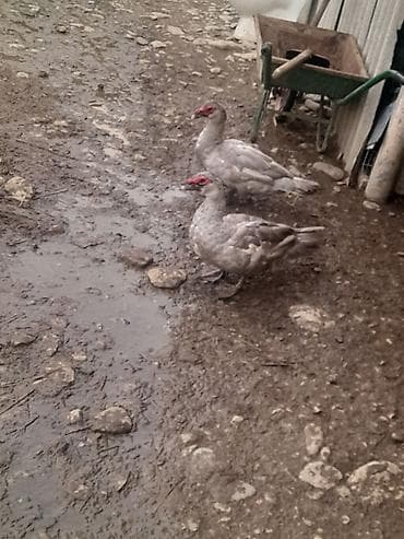 keçi satışı: Gordunuz Temiz lavanda xoruzlar satlir unvan şamaxidi gonderis var — 2