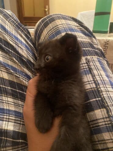 где можно купить котенка: Yaxşı əllərə — 1