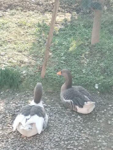 Аквариумы: 1 Erkəy 1 dişi Ünvan Masallı — 2