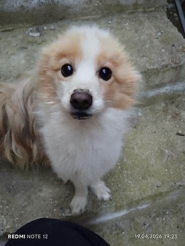 etibarlı əllərə verilir it: Ag İtin növü Alman şpist. 1yaş 4 aylıqdı. Adı lyusi. Diger it — 4