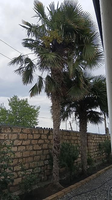 Təklif: həyət və bağ sahələri üçün dekorativ palma ağacları Məhsulun
