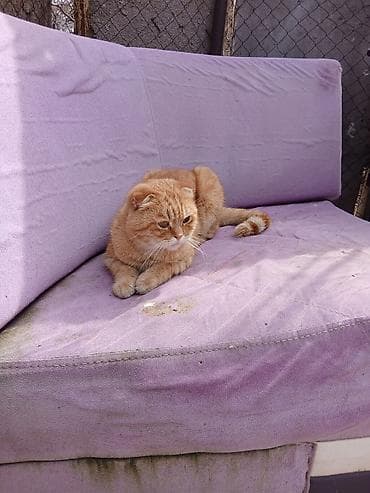 С/х животные и товары: Сиамская, Самец, В добрые руки, Платная доставка — 4