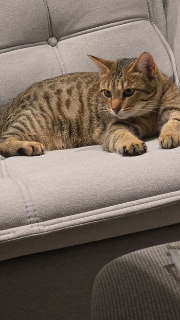 İtlər: Dişi, Yaxşı əllərə, Ünvandan götürmə, Pulsuz çatdırılma — 3