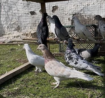 qumru quşu rusca: Göyerçinler satılır — 4