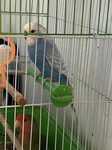inkubator satisi: Salam Korila cinsli quş satılır real alıcılar əlaqə saxlasın ( 070 288 — 1
