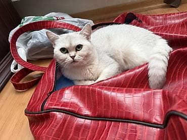 pişik itib: Şinşilla, Dişi, Yaxşı əllərə, Ödənişli çatdırılma — 6