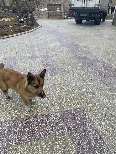 Zvonok, 1 il, Erkek, Peyvəndli