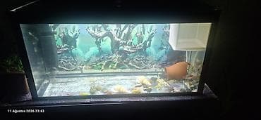 Dördbucaq akvarium, Balıqlarla birlikdə, 96 l, Ünvandan götürmə