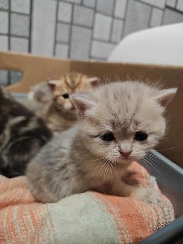 heyvan geyimi: Şotland — 2