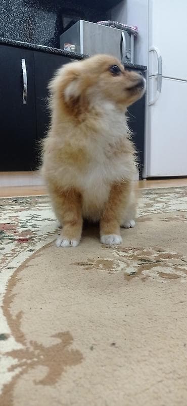 pisiklerin alqi satqisi: Şpitz, 4 ay, Erkek — 8