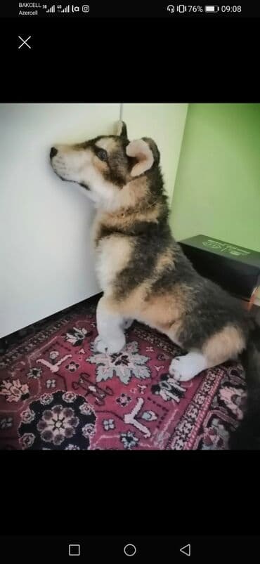 parabüzən yumşaq oyuncaqlar: Realist görünüşlü Huskini xatırladan böyük ölçülü yumşaq oyuncağ — 1