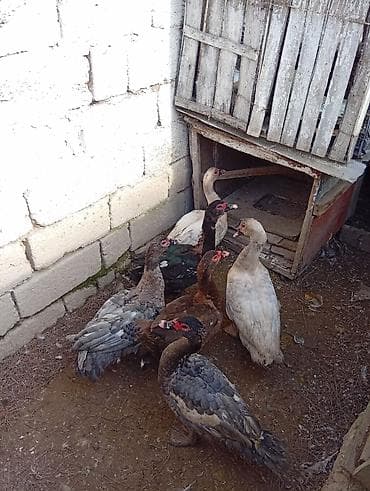 ev heyvan adlari: Erkək, | Lal ördək, Ətlik, Ödənişli çatdırılma — 9