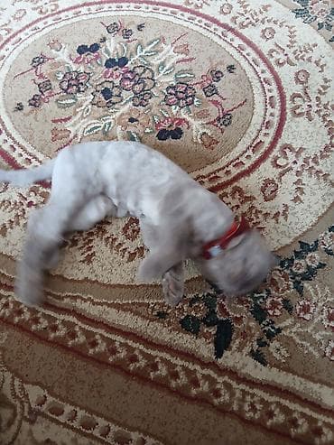 heyvan əşyaları: Britan yastı qulaq — 8