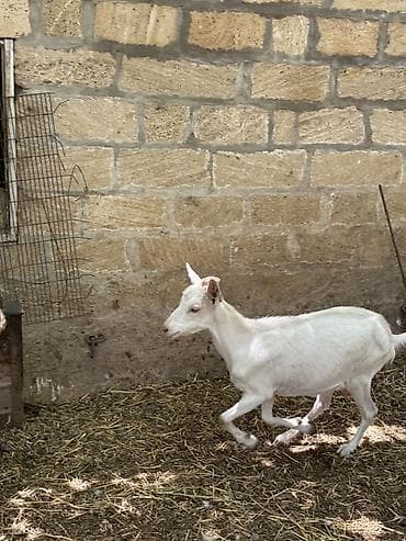 heyvan mal: Təmi qan balalı sanen keçisi satılır 1 ci balasıdı. Dişi balayala — 4