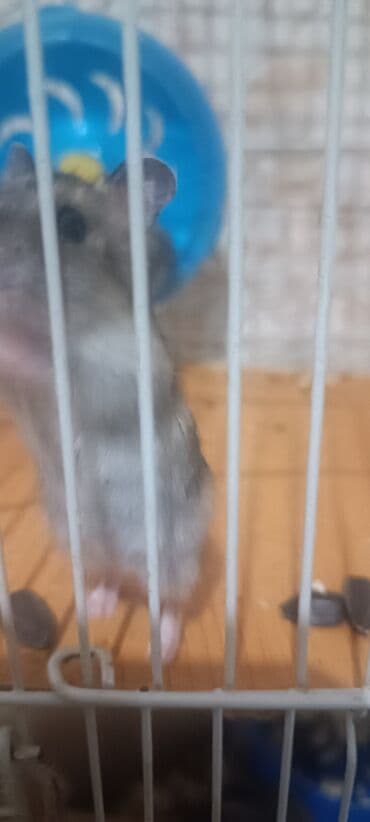 Gəmiricilər: Cücərli xırda gəmiricilər – xəncərquyruq (hamster) - Rəng — 3