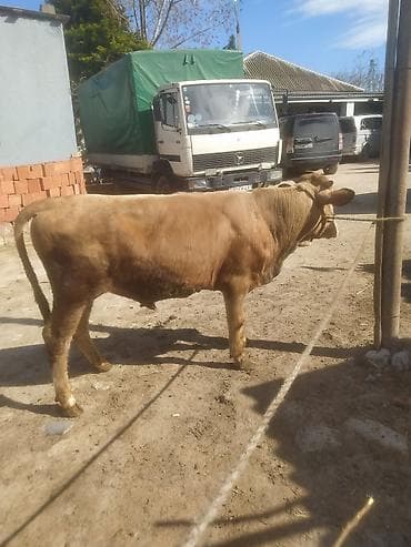 keçi: Inəklər, öküzlər — 9