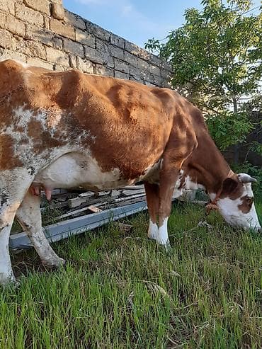 3 qarına simental inek teze dogub balası disidi sudu 25 litirdi oz