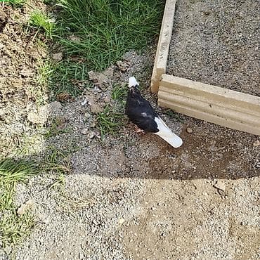 goyərcin yuvası: Dekorativ goyerçin - temiz ağ baş ağ quyruqdu — 2