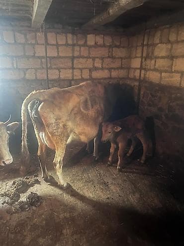 keci satisi: Satılir inek balasi ile birlikde real alicilar zeng etsin - Cins — 2