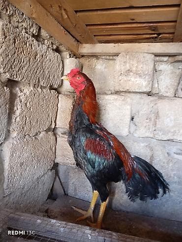 Heyratı yumurtası satılır.Ariginal,təmiz qan heyvanlardı