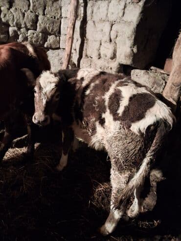 xaçmazda inəklər: Satlıq heyvan – inək və buzov - 4 ci qarın doğub 4 aylıq yanda dişi — 5