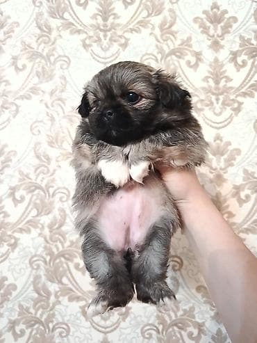 itlerin cutlesmesi: Pekines, 1 ay, Erkek — 5