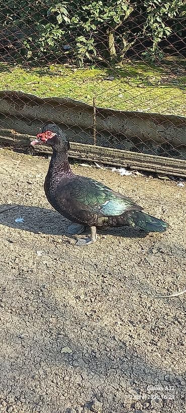 mandarin ördək: Erkək, | Lal ördək, Ətlik — 3